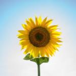 Hope for the Future March 2019 Newsletter