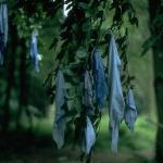 SOL FORCE: Gillian Cooper