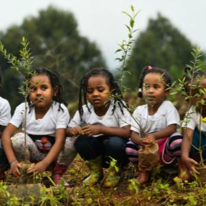 Ethiopia planted 350 million trees in a day. And its fight against deforestation does not stop there