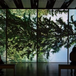 Among the Trees: A virtual tour | Hayward Gallery