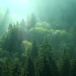 EverGreening Global Alliance - Regreening hearts and minds