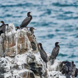 How a pre-Incan civilisation thrived in the Atacama Desert thanks to seabird poo fertiliser