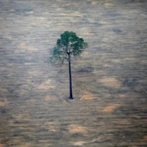 Rescue plan for nature: How to fix the biodiversity crisis - New Scientist