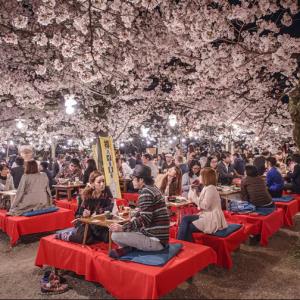 Japan’s cherry blossom viewing parties – the history of chasing the fleeting beauty of sakura