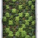 Madrid is building a 'green wall' made up of 75km of forests