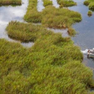 Wetlands: An effective but undervalued climate solution