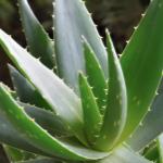 Aloe vera plants turned into energy-storing supercapacitors