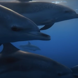Attenborough’s Ocean is the film I’ve been waiting my whole career for – now the world must act on its message