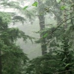 What if nature could save us?