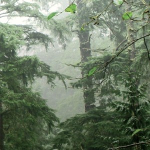 What if nature could save us?