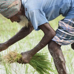How Multilateral Cooperation Delivers for Food Security and Biodiversity
